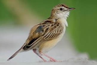 Dwerggraszanger - Cisticola ayresii